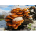 Мицелий Опенка зимнего / Фламмулина бархатистая (Flammulina velutipes) Мицелий Опенка зимнего / Фламмулина бархатистая (Flammulina velutipes)